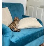 talent design, turuncu kadife love seat koltuk, İngiliz tarzı tekli koltuk, torna ayaklı rahat koltuk, klasik modern karışımı koltuk modeli, geniş oturumlu tek kişilik koltuk, şık ve çarpıcı salon koltuğu, kadife döşemeli lüks koltuk, oturma odası için vintage koltuk, tekerlekli klasik koltuk ayakları, koyu renk duvar uyumlu koltuk tasarımı, iç mekan için konforlu koltuk önerisi, retro görünümlü tekli koltuk