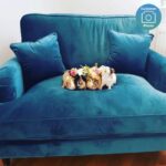 talent design, turuncu kadife love seat koltuk, İngiliz tarzı tekli koltuk, torna ayaklı rahat koltuk, klasik modern karışımı koltuk modeli, geniş oturumlu tek kişilik koltuk, şık ve çarpıcı salon koltuğu, kadife döşemeli lüks koltuk, oturma odası için vintage koltuk, tekerlekli klasik koltuk ayakları, koyu renk duvar uyumlu koltuk tasarımı, iç mekan için konforlu koltuk önerisi, retro görünümlü tekli koltuk